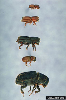 various bark beetles-225.jpg